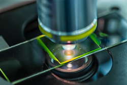 Green Microalgae under Microscope