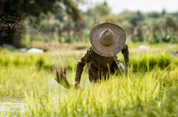 Rice farmers in rice field