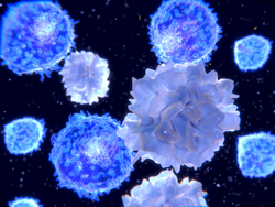T-lymphocytes and dendritic cells, 3D-rendering;
Dendritic cells  are antigen-presenting cells of the immune system. They process antigen material and present it on the cell surface to the T-cells.