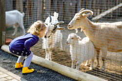 Toddler girl feeding little goats and sheeps on a kids farm. Baby child petting animals in the zoo. Excited and happy girl on family weekend.