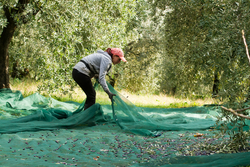 olive picking during harvesting time