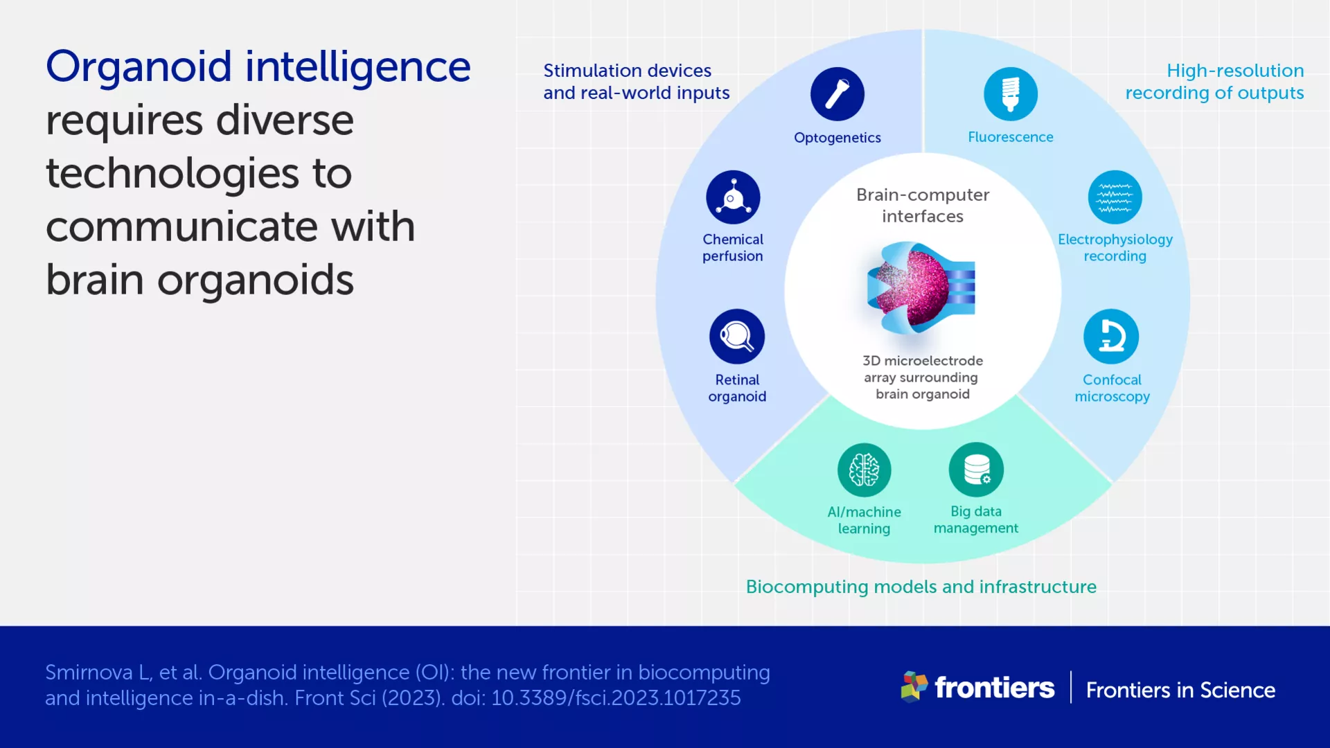 Infographic showing the diverse technologies required to communicate with brain organoids, such as inputs, recording devices, and biocomputing models and infrastructure