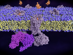 Endorphin binding to the delta opioid receptor which activates a g-protein. This signal cascade leads to an analgesic and antidepressing effect. 3d rendering.