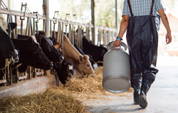 farmer asian are holding a container of milk on his farm.walking out of the farm