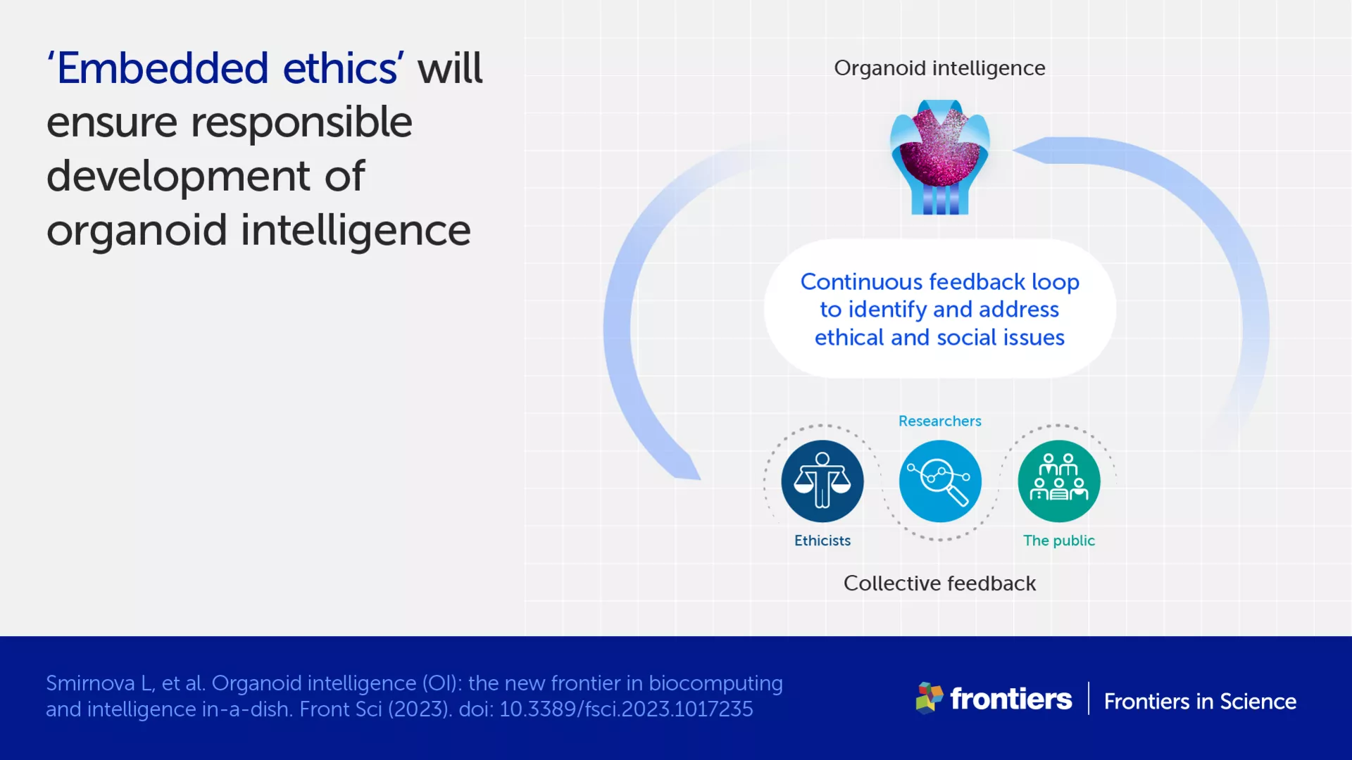 Infographic describing an 'embedded ethics' approach to organoid intelligence via continuous feedback from ethicists, researchers, and the public