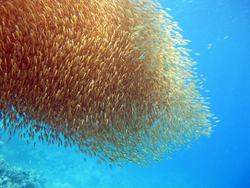 Golden fish school