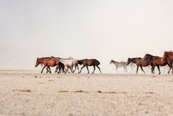 Horse herd run fast in desert dust against dramatic sunset sky. wild horses 