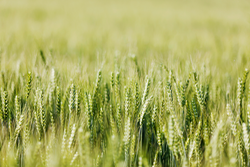 Wheat fields in rural China,East Asia,