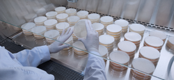 Close-up shot of A bacteriologist holding a petri dish for Checking an antibiotic disc in the laboratory.