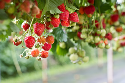 Strawberry in the farm.Strawberries
