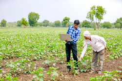 agronomist with farmer at cotton field