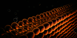 Plasma Membrane Of  Cell With other molecules, 3d render