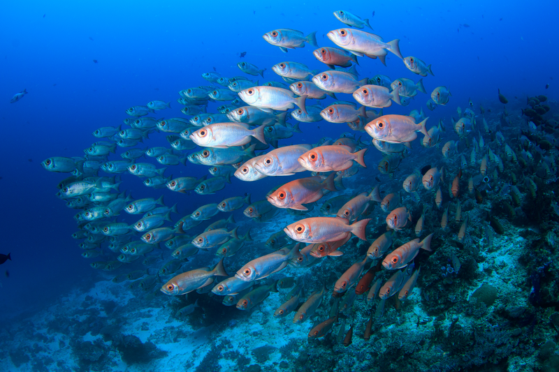 Frontiers in Fish Science