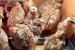 Quail Chicks in a cage on the farm
