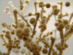 Candida yeasts. C. albicans and C. auris are two pathogenic yeasts that cause candidiasis. C. auris has acquired multiple drug resistance. It's infection can end deadly.  3d rendering