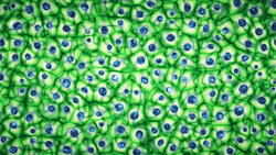 Embryonic bright green stem cells colony under a microscope. Cellular therapy and research of regeneration and disease treatment in 3D illustration. Biology and medicine of human body concept . 4K