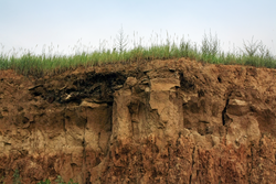 cross-section in the soil