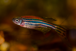 The zebrafish (Danio rerio) in aquarium
