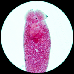 science aquaculture fish parasite Benedenia seriolae worm micrograph