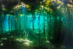 Underwater river. Mysterious freshwater river. Spring water