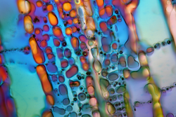 Crystals of water ice under the microscope with a magnification of 80 times and in polarized light. Ice a crystalline inorganic solid and has a mineral structure that can be shown under a microscope.