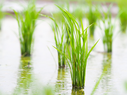 View of Young rice sprout ready to growing in the rice field