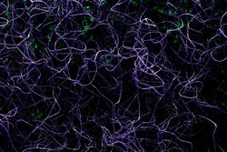This image is a journal's Main Visual. Please do not use it outside journal specific assets. More information in the 'How to use Main Visuals' guide (coming soon).