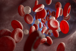 Red and white blood cells and in the vein. 3D illustration
