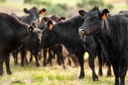Beef cows and calfs grazing on grass in south west victoria, Australia. eating hay and silage. breeds include specked park, murray grey, angus and brangus.
