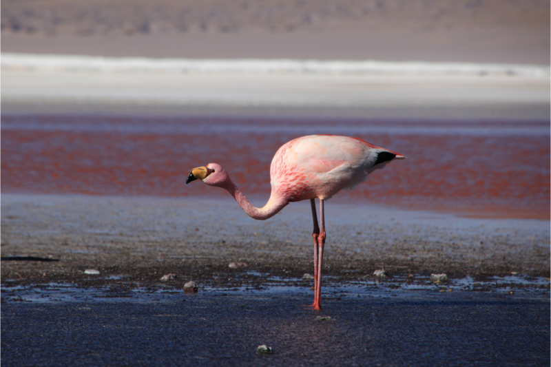 Frontiers in Bird Science