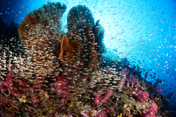 colorful coral with thr big group of fishes at richelieu rock in thailand