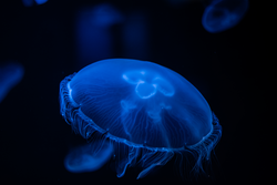 peer reviewed scientific journals research jellyfish in aquarium in greece