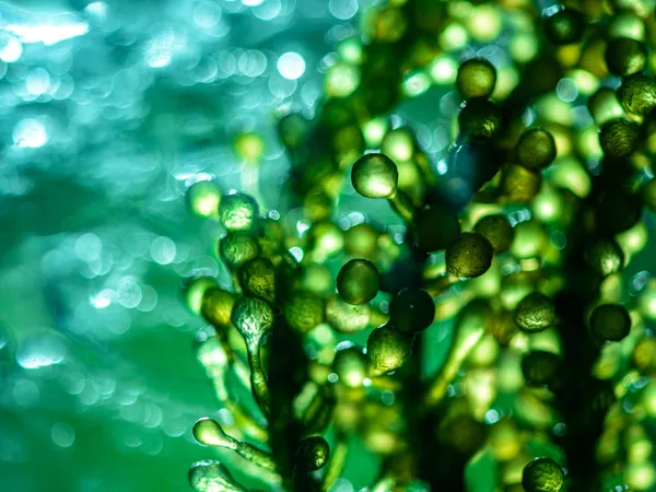 Frontiers | Nature-Based Solutions for Addressing Global Environmental ...