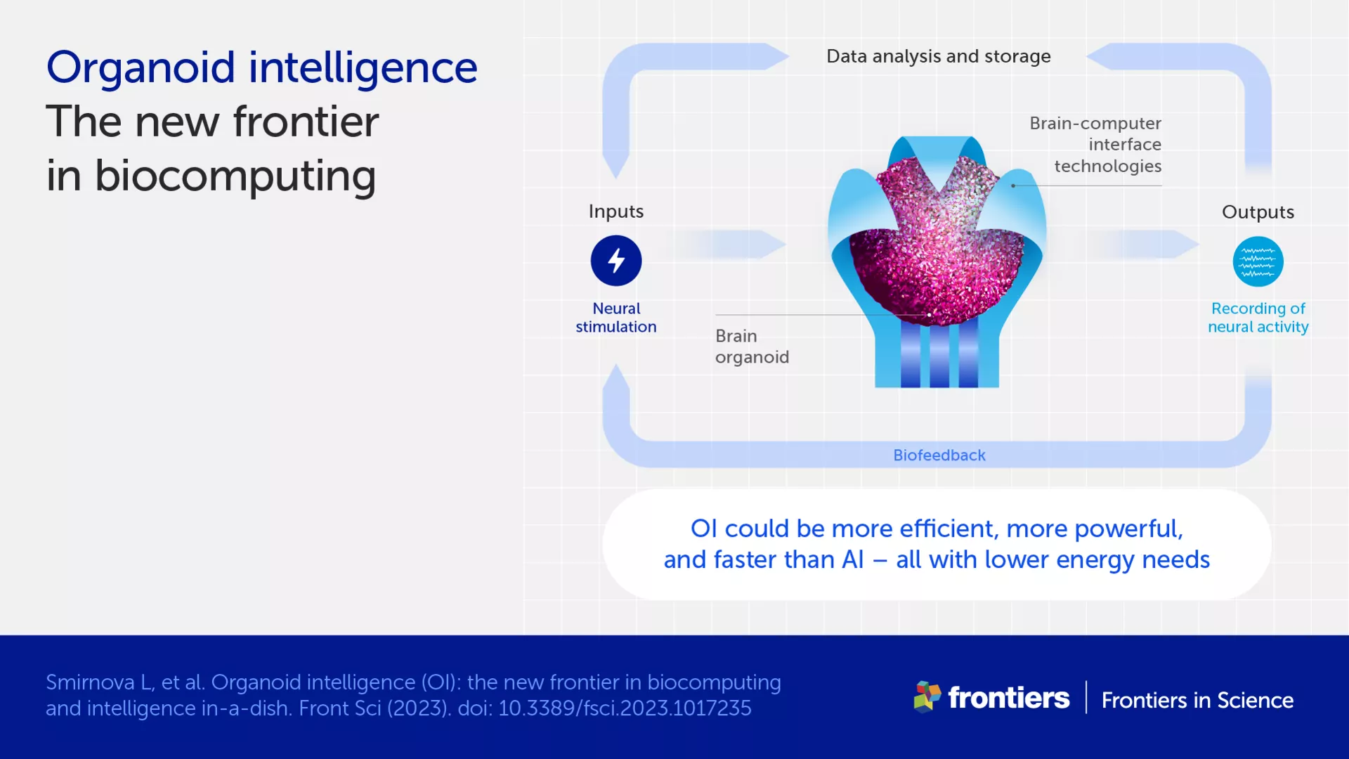 Infographic showing the set up for and benefits of biological computing using organoid intelligence