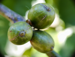 Coffee bean macro photo, Coffee beans are still attached to the coffee tree