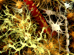 The main cells of the brain: yellow: neurons; orange: astrocytes; grey: oligodendrocytes; white: microglia/ Brain cells