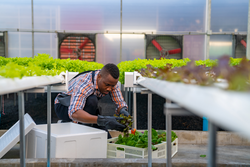 African man farmer working in organic vegetables hydroponics farm. Male hydroponic salad vegetable garden owner taking customer order packing fresh vegetable in delivery box in greenhouse plantation.