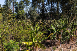 Agroforestry system with banana and papaya fruit plants; commercial trees such as eucalyptus and native species of the Atlantic Forest, in Brazil