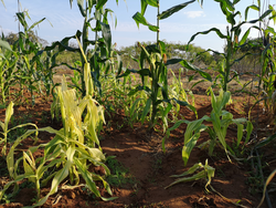 Corn plant damaged by stress environment and disease plant, biotic and abiotic stress that planting at the field. 