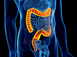 3d rendered illustration of the human colon