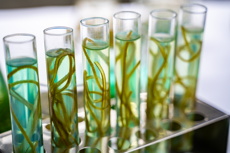 green alga laboratory research, alternative biofuel energy technology, biotechnology concept