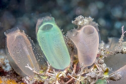 tunicate is a marine invertebrate animal, a member of the subphylum Tunicata, which is part of the Chordata, 