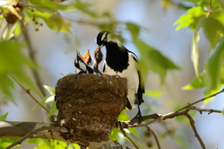 Magpie lark feeding the chicks in the nest