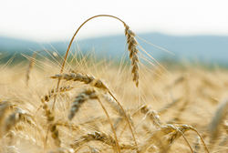 ripe wheat ears before harvest