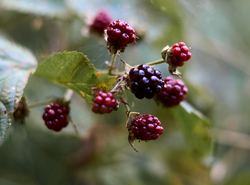 branch of black raspberry or blackberry with unripe red and ripe black berries on green bush leaves background, image wallpaper with copy space for text. Selective focus. High quality photo