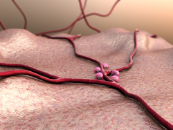 Beta cells on the pancreas surface, insulin and leukocytes inside the blood vessel
