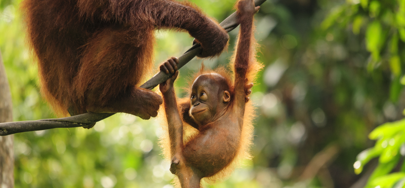 Frontiers in Conservation Science