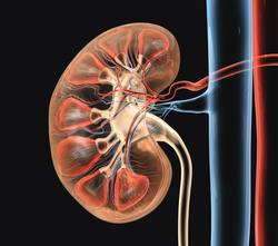 Medically 3D illustration showing right kidney, x-ray style, cross section