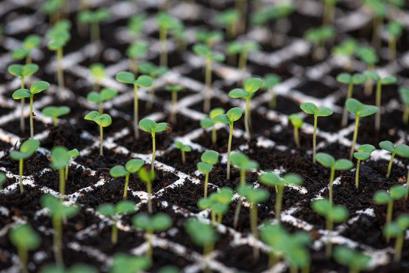 Frontiers in Photobiology