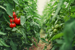 Tomatoes in a Greenhouse. Horticulture. Vegetables. farming